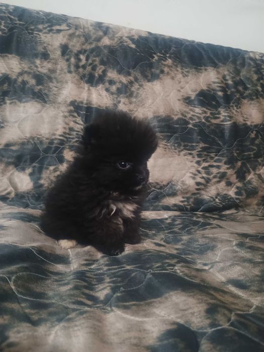 Свободно момче померан