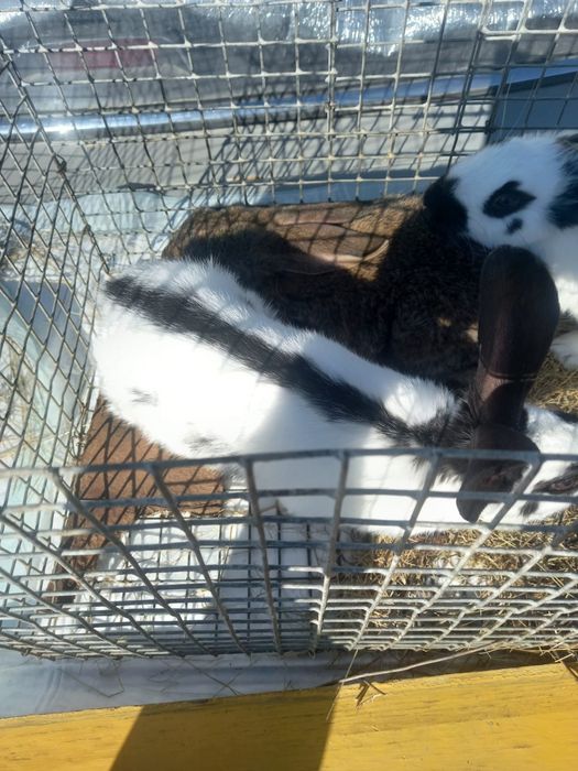 Продам  домашних кроликов