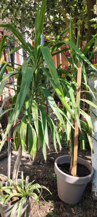 Yucca planta in ghiveci