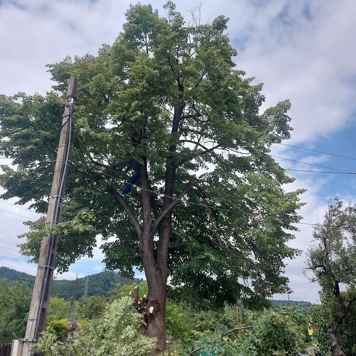 Ofer servicii: toaletat copaci,cosit iarba, curățat terenuri, gospodar