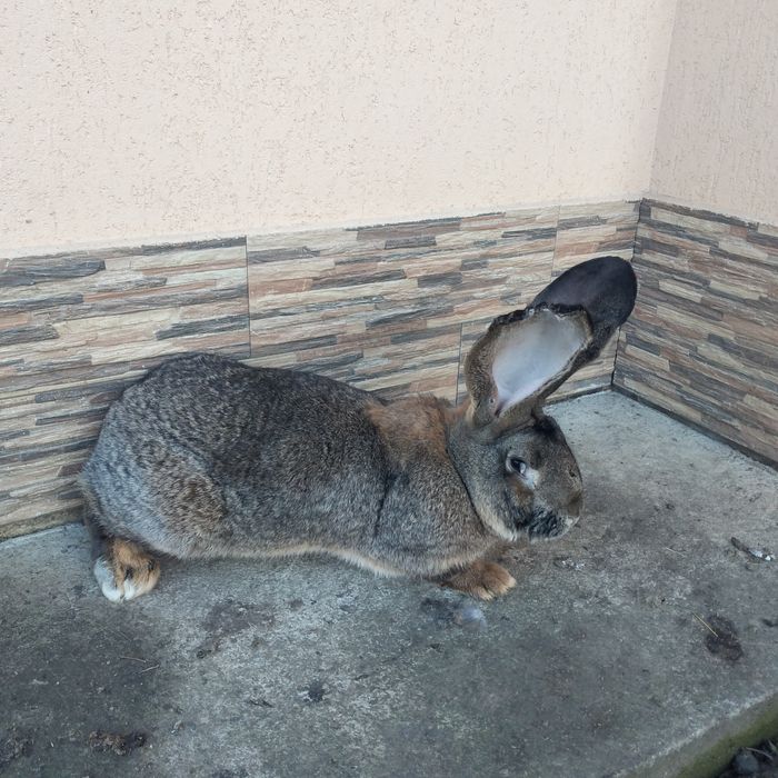 Vînd o femelă și un mascul uriaș german gri