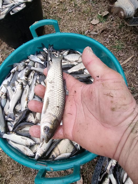 Puiet crap  romanesc , cteno ( amur ) , fitofag , novac , crap ornamen