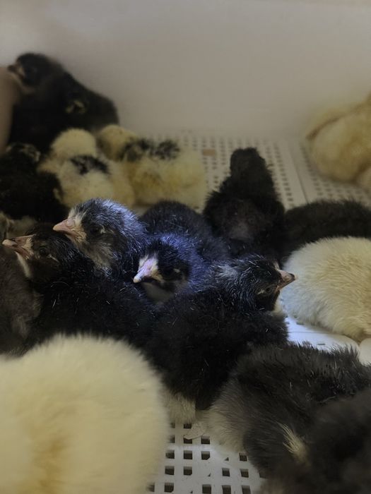 Цыплята Адлер и Пушкин