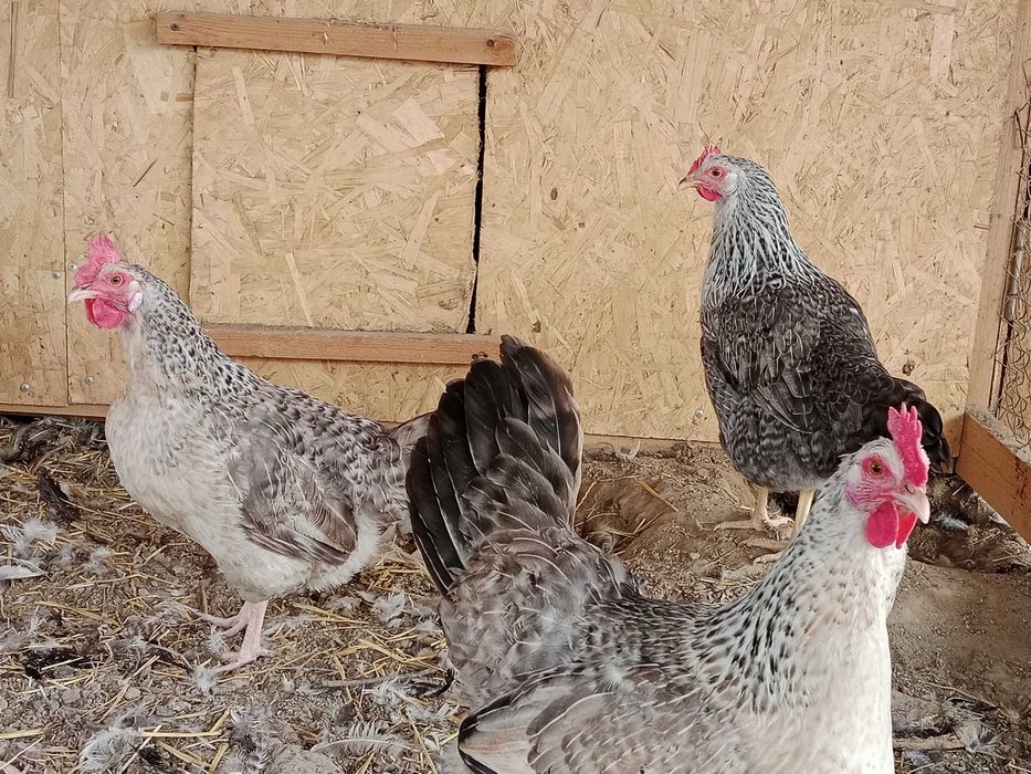 Барковская барвистая