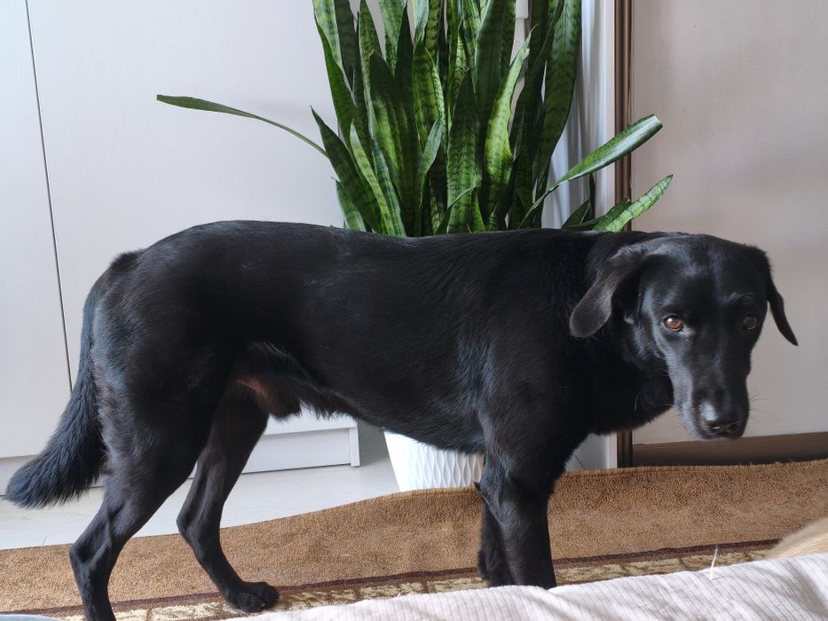 Зоогостиница - передержка для животных