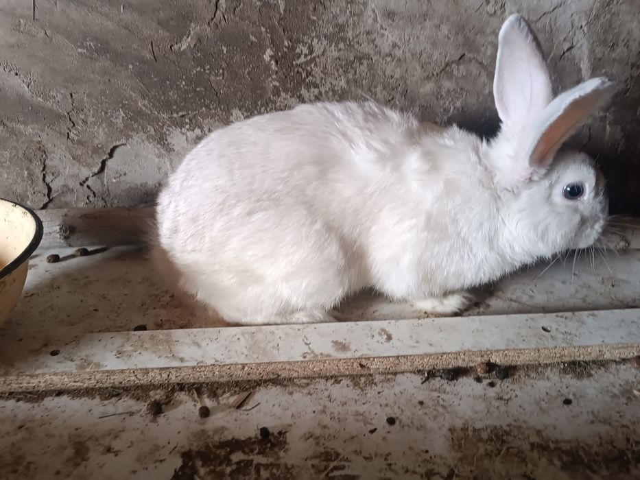 Кролики от 1 месец до 7месец