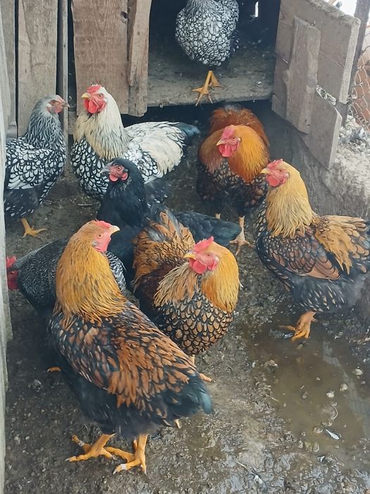 Diferite gaini de rasa