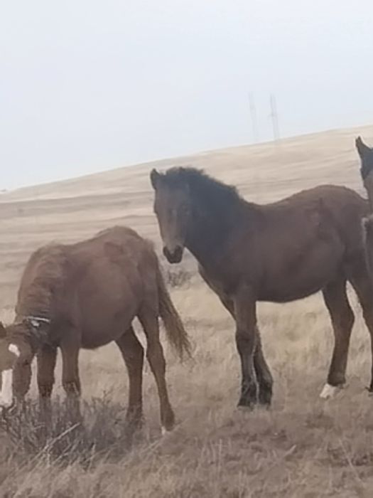 Согымга жабагылар сатылады