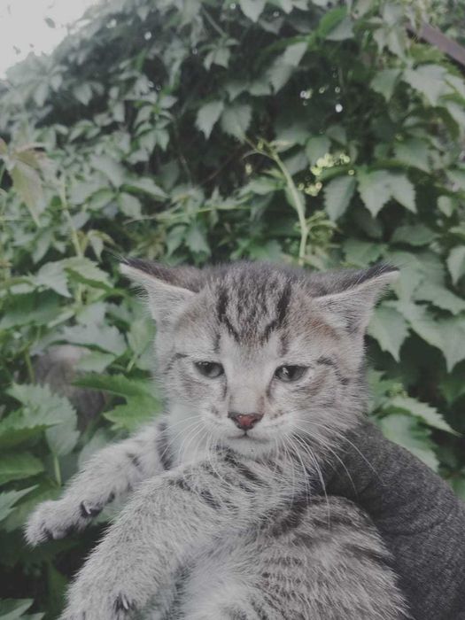 Котята мальчики очень ищут дом