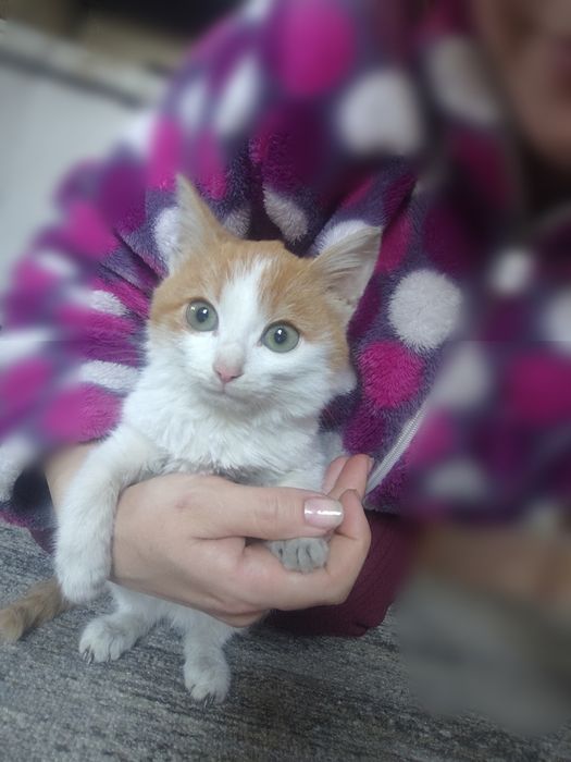 Отдам котика в добрые руки
