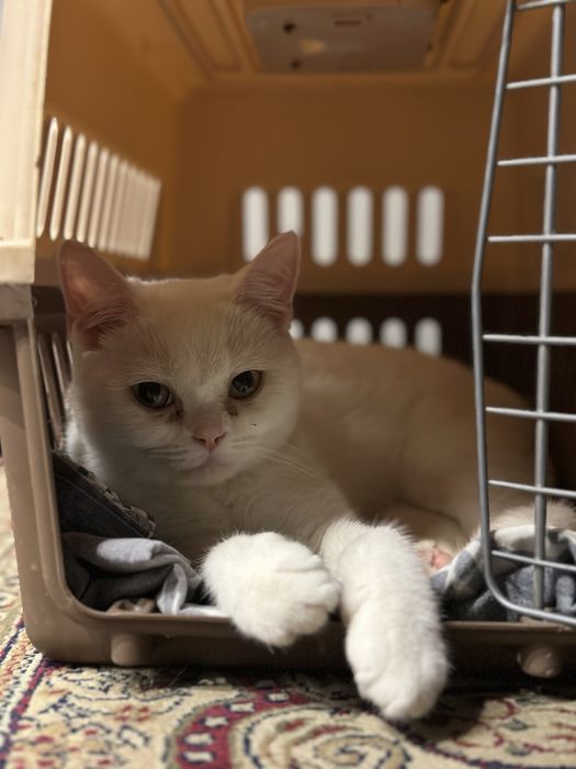Продается кот скоттиш страйт