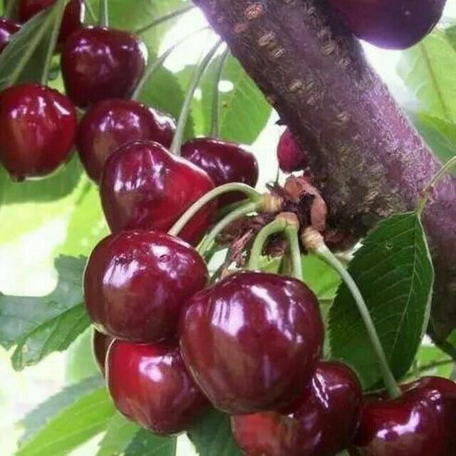 Sifatli xar xildagi gilos koʻchatlari