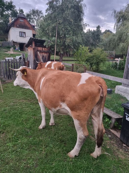 Vand vaca cu lapte