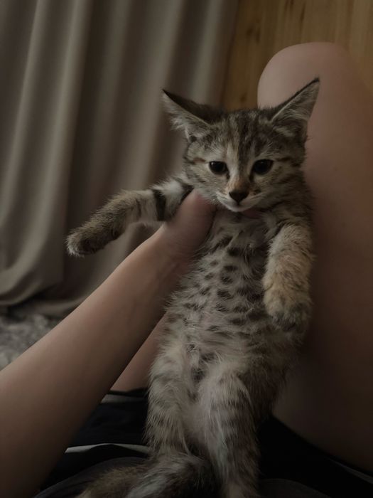 Котята в добрые руки!!!