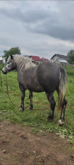 Mânză de 2 ani și 8 luni