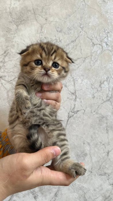 Scottish fold&Scottish straight
