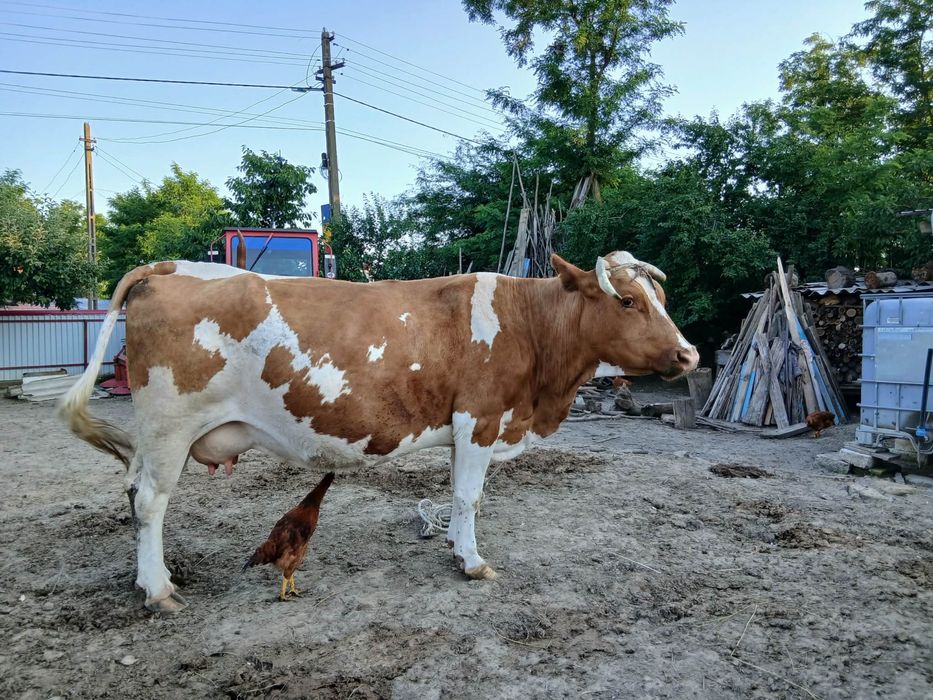 Vacă în Silișcani