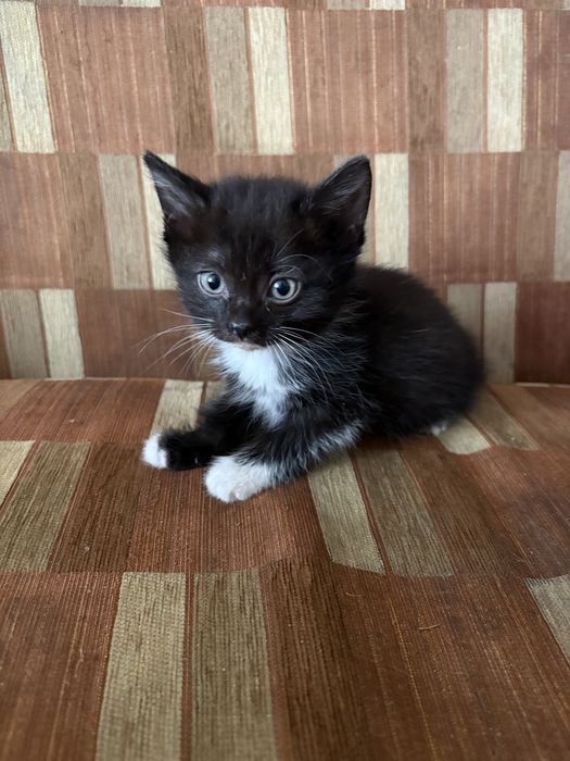 Котята 1,5 месаца