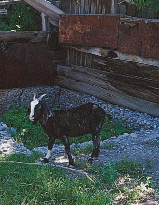 Продаётся коза 2года