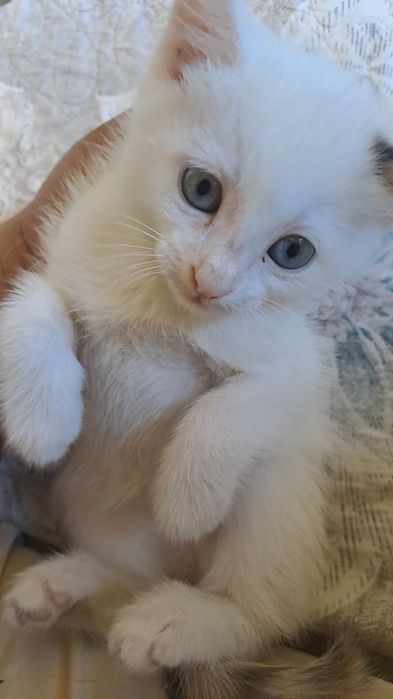 Милые игривые котята