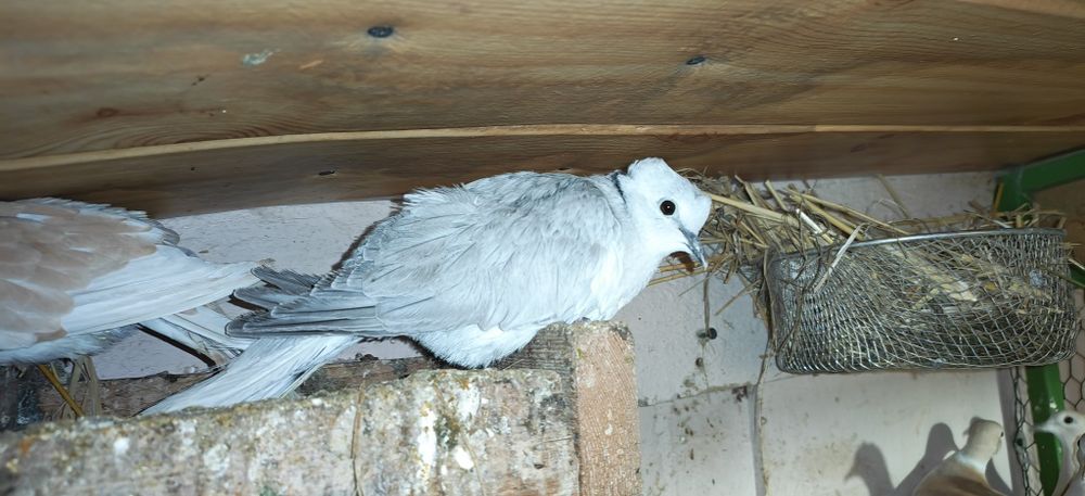 Turturele Rozătoare