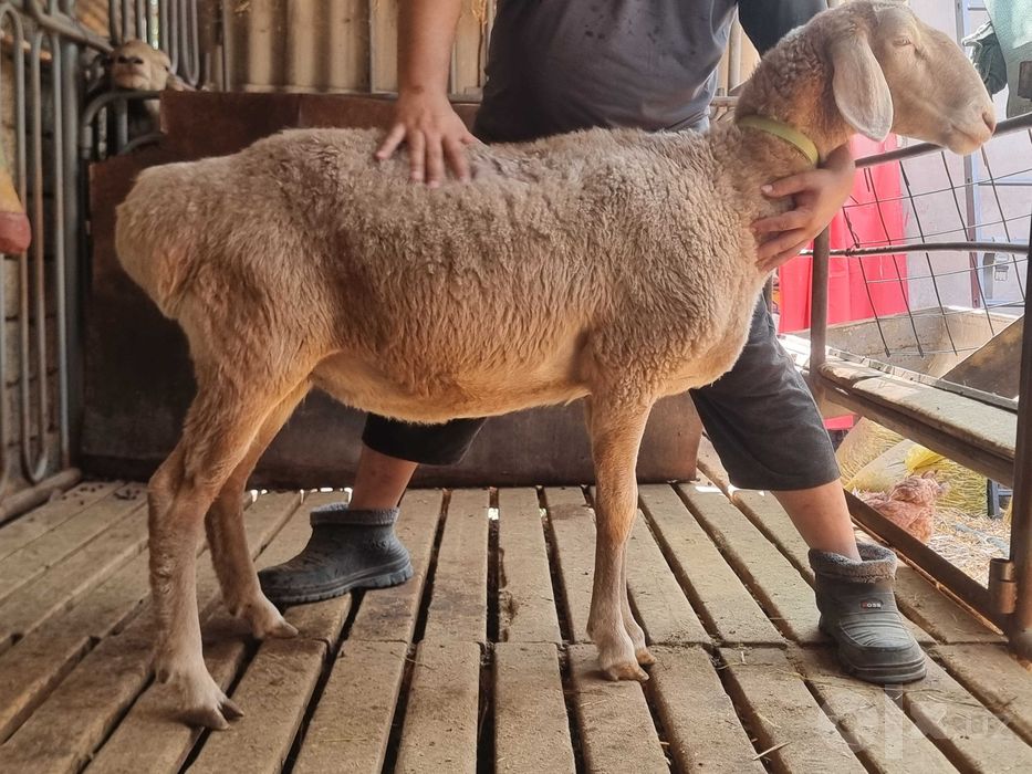 Arashan zoti, sifatli, baquvvat, sog'lom, sovliq qo'ylar sotiladi