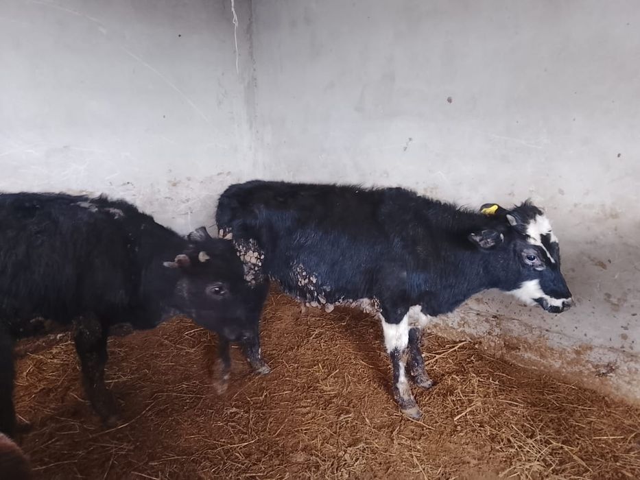 Продается бычки.