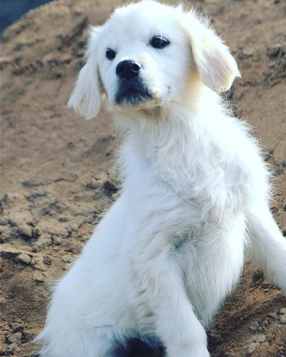 Щенки золотистого ретривера