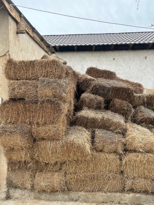 Жонышка, жантак сатамын