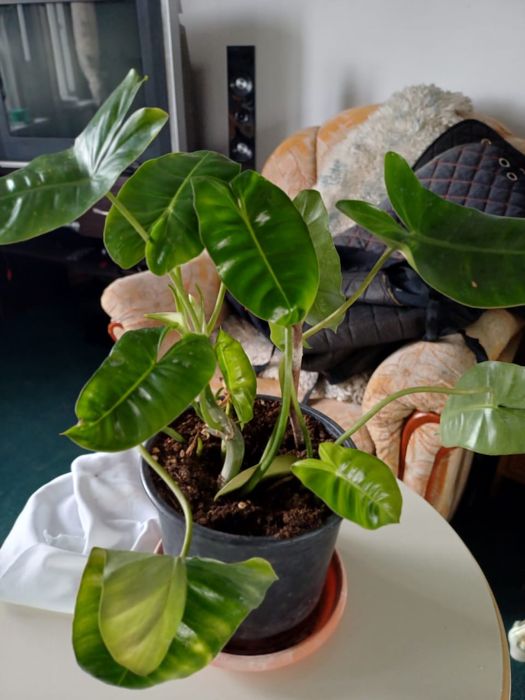 Фил Бурле Макс 2000