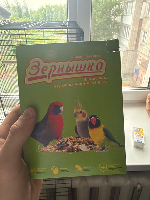 Продам попугая Корелла