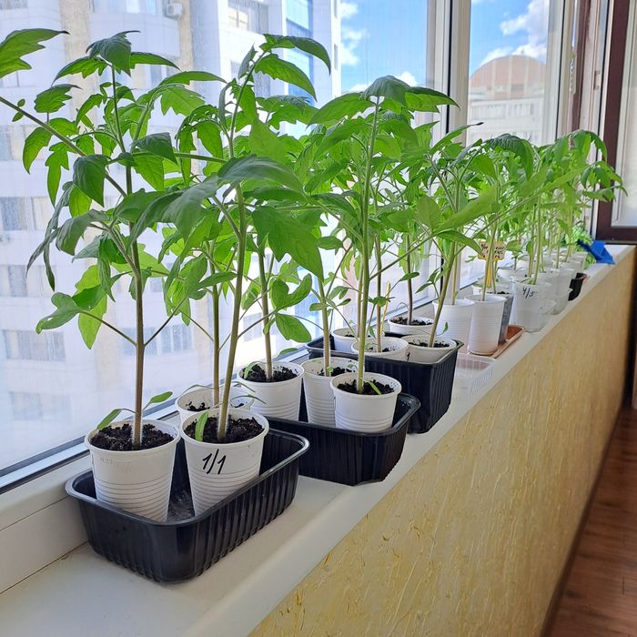Продам рассаду помидор домашних
