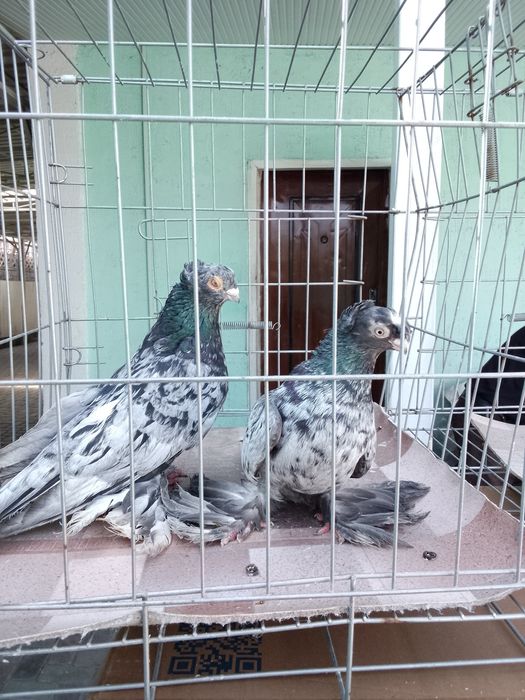 Челкари Тараз продам