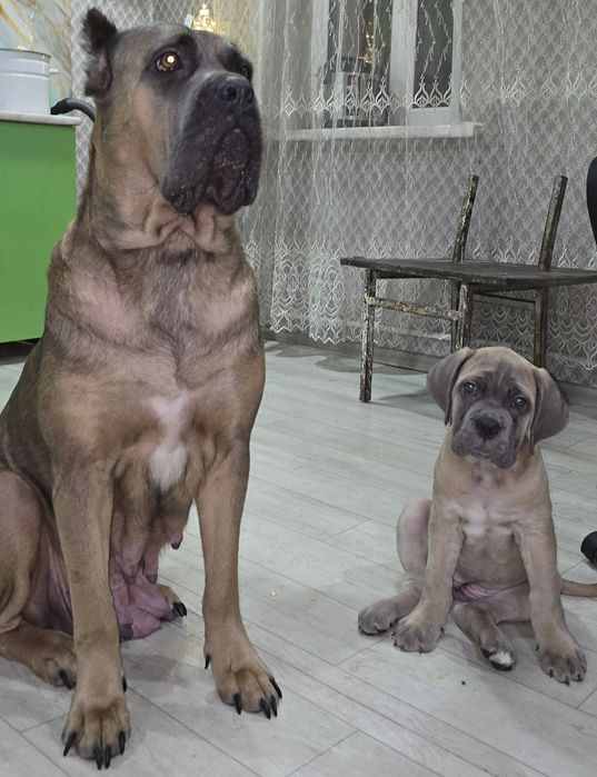 Продаются щенки кане корсо