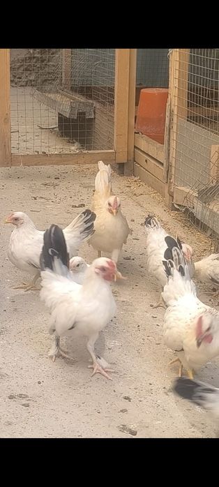 Samuray shabo jo'jalari sotiladi manzil Toshkent