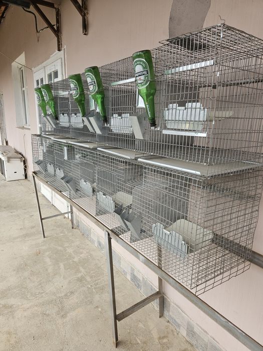 Cusca  pentru iepuri