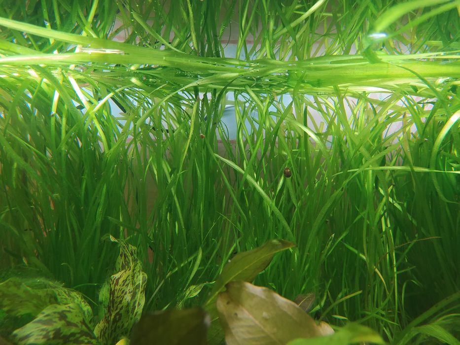 Продается аквариумное растение Валеснерия