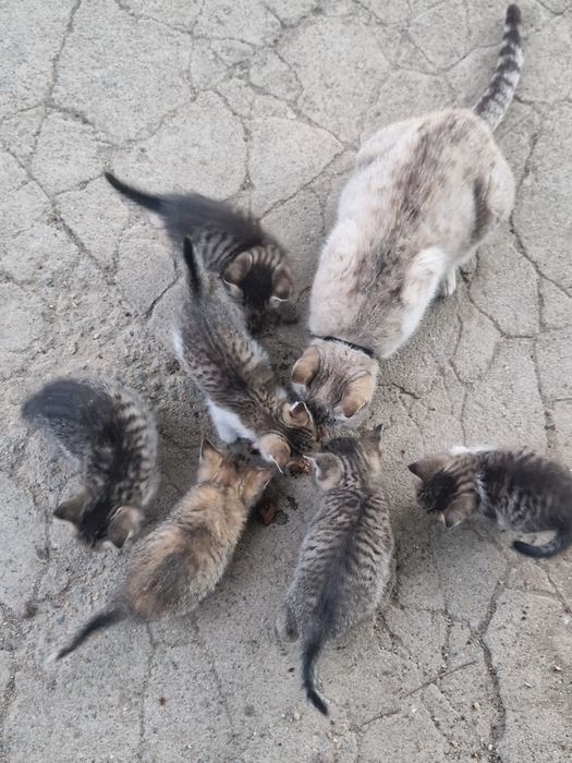 Котята 1.5 месяца