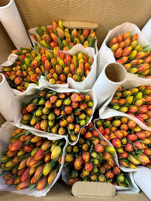 Тюлпаны оптом и розницу