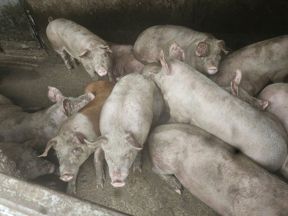 Прасета 100-130кг