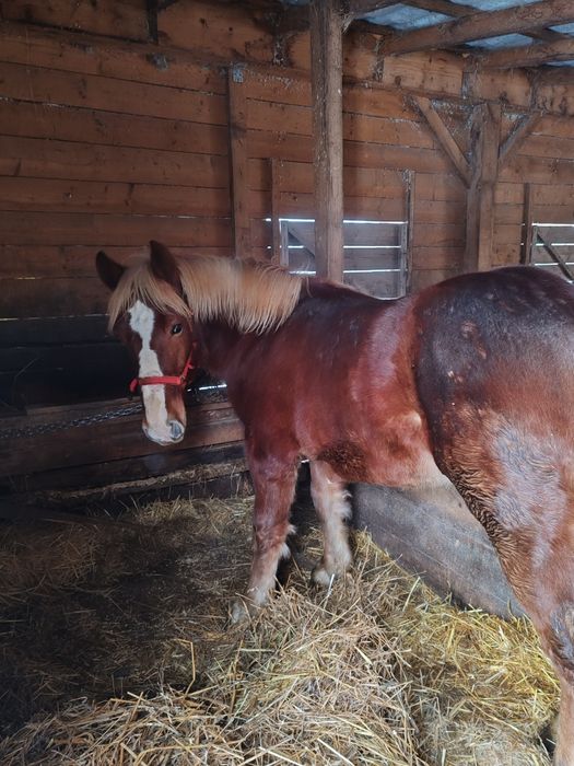 Manz, armasar, cal de un an, 1 an, acte, harmasar