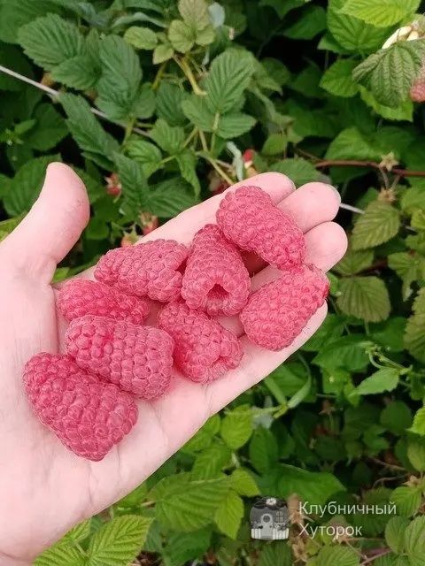Продавам расат ягоди и малини