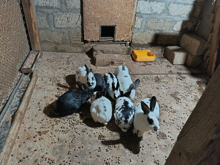 Кояндар сатылады 5ай болган