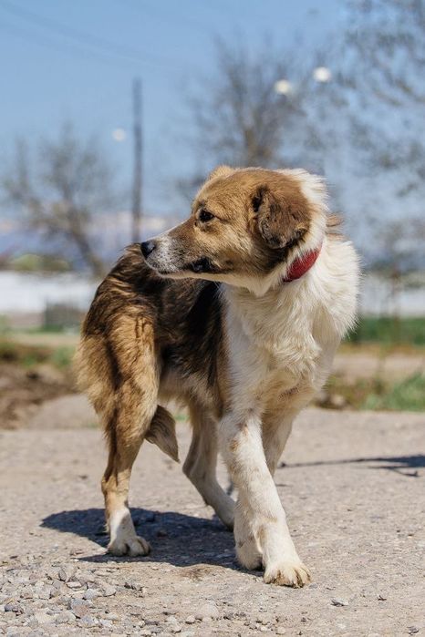 Оскар ждет свою семью!
