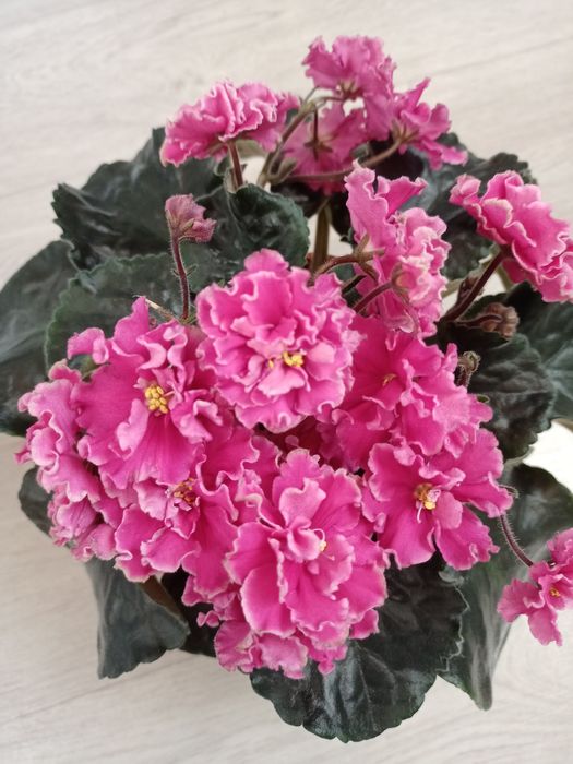 Продам сортовые фиалки