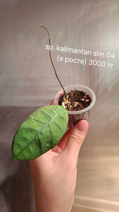 Продам укорененные хойи