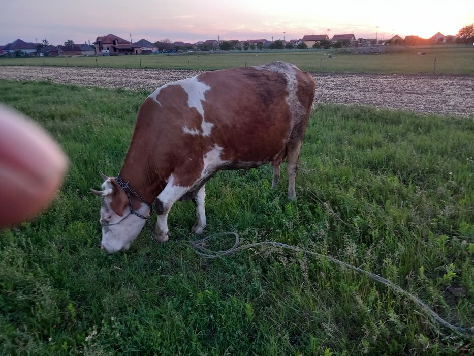 Vaci  și juninci gestante vanzare