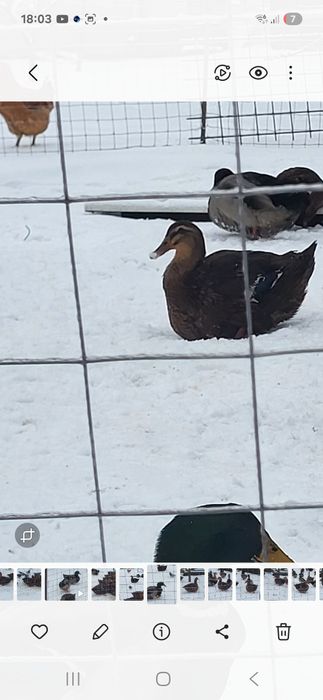 Rate rouen origine Slovacia