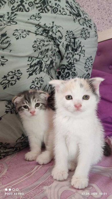 Шотландские котята