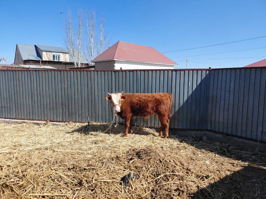 Бұқа сатылады. Өгізше